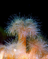   Fierworks under sea  